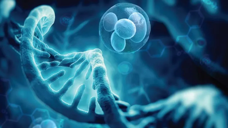Stem cells prolonging human life