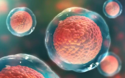 How Stem Cells Can Help the Immune System