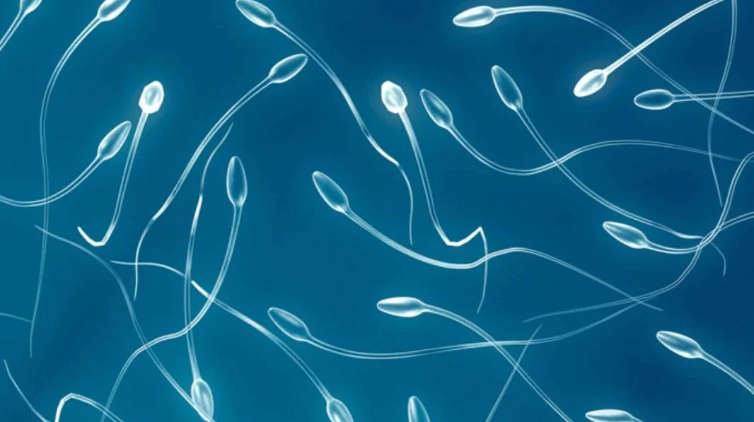 Image representing oligospermia that can be solved with stem cell therapy