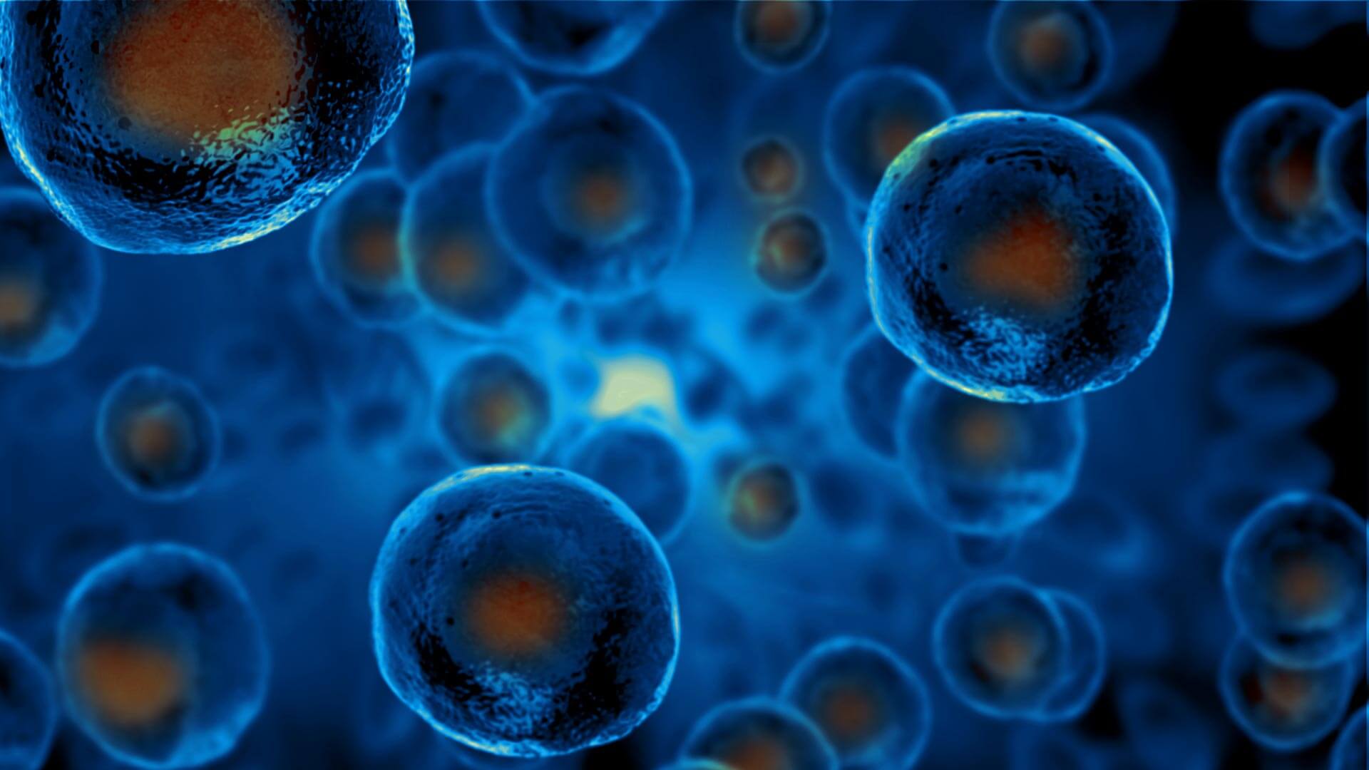 Stem cells in the human body