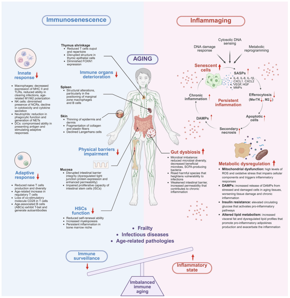 Diagram showing immunosenescence and inflammaging in aging, highlighting immune system decline, chronic cellular inflammation, and their impact on health.