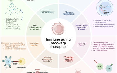 Aging and the Immune System: Critical Discoveries Shaping Longevity Science