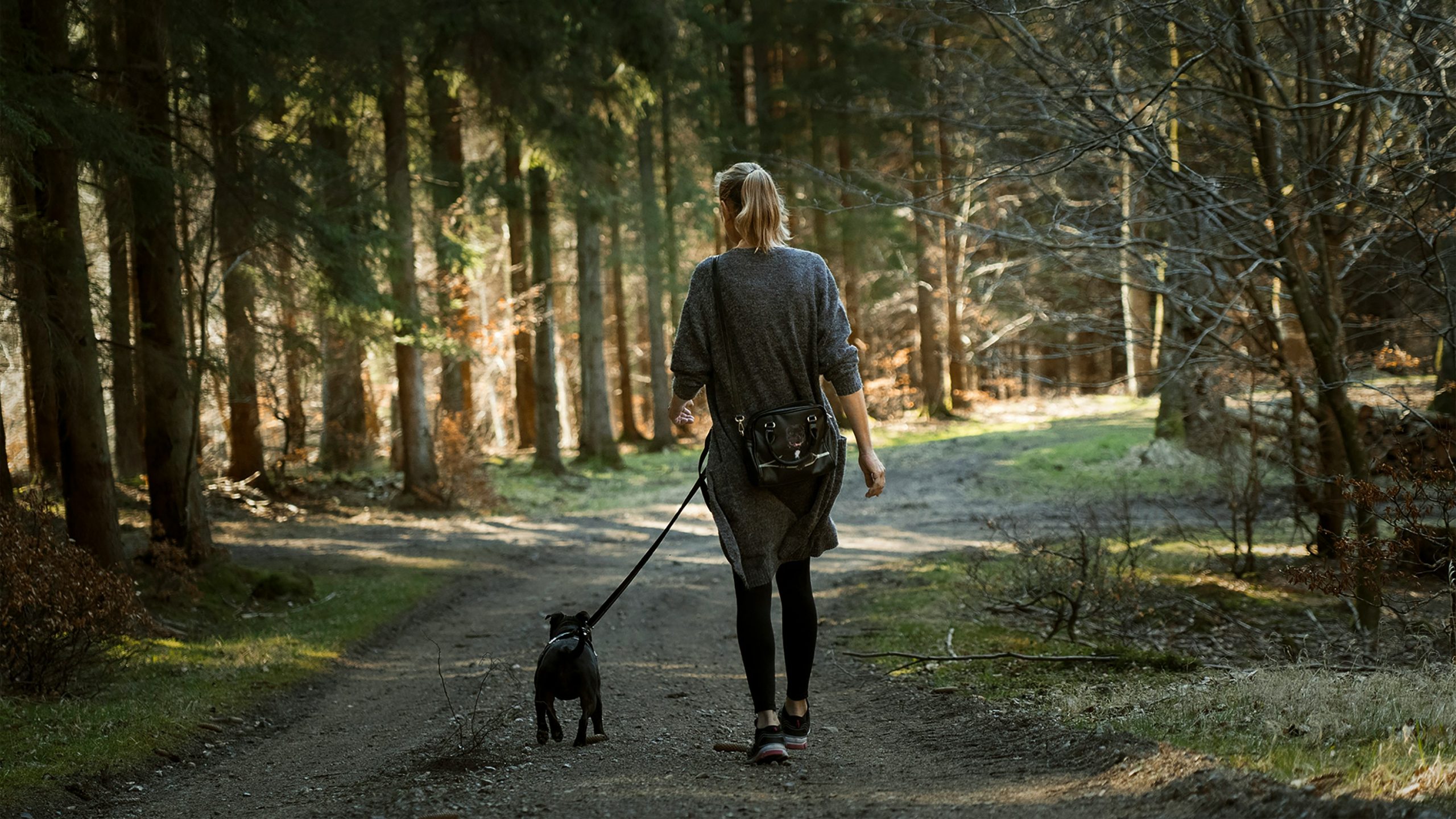 walking-with-dog-daily-steps-health-benefits Person walking with a dog on a trail, adding daily walking steps for better health.