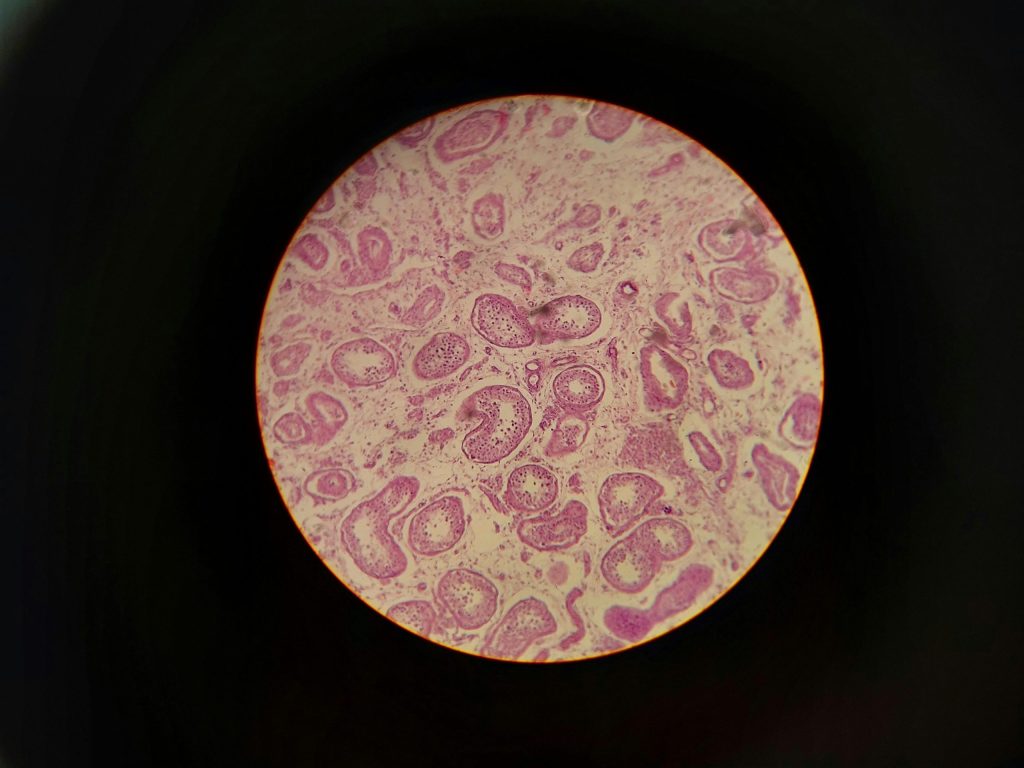 Group of cells under a microscope showing a visual representation of cell regeneration.