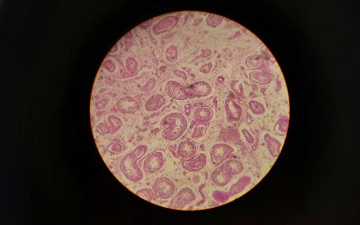 Cell Regeneration Breakthrough: How FGF8 Is Redefining Joint Healing